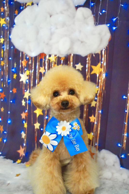 スティーブくん