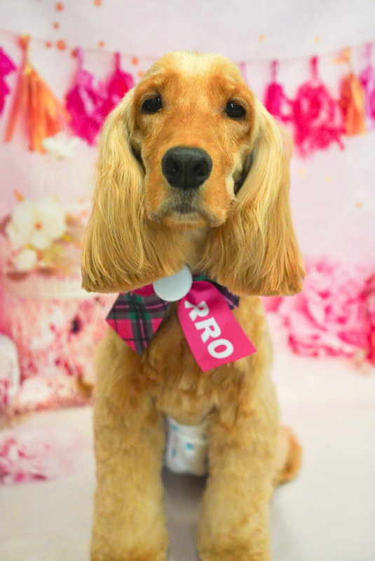 ヘーゼルちゃん