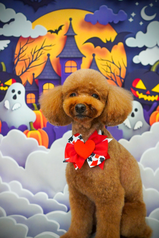 シュシュちゃん