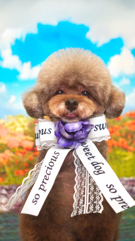くるみちゃん