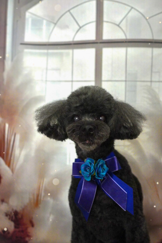 ショコラちゃん