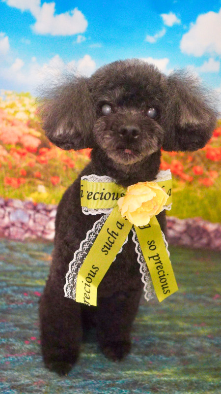 ショコラちゃん