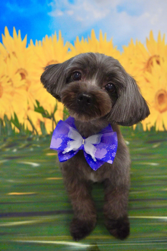 ショコラちゃん