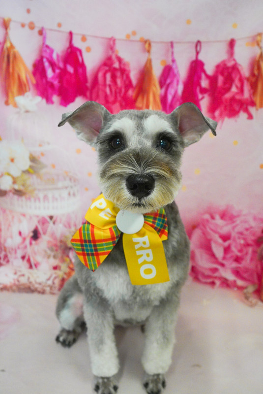 シナモンちゃん