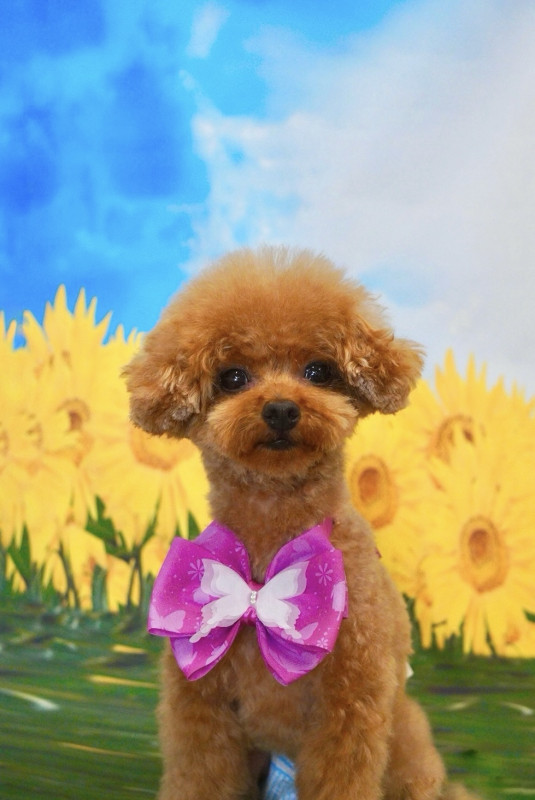 ショコラちゃん