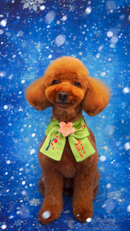 シュシュちゃん