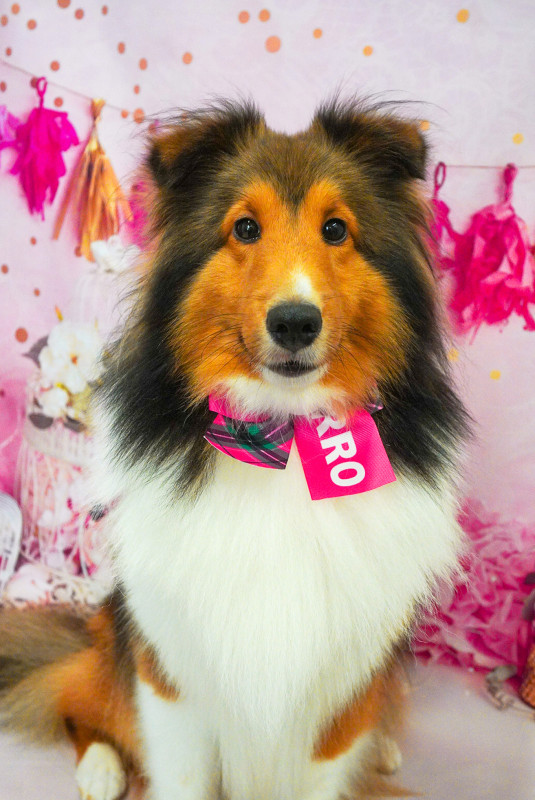 シェリーちゃん