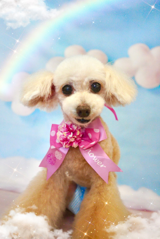 アムールちゃん