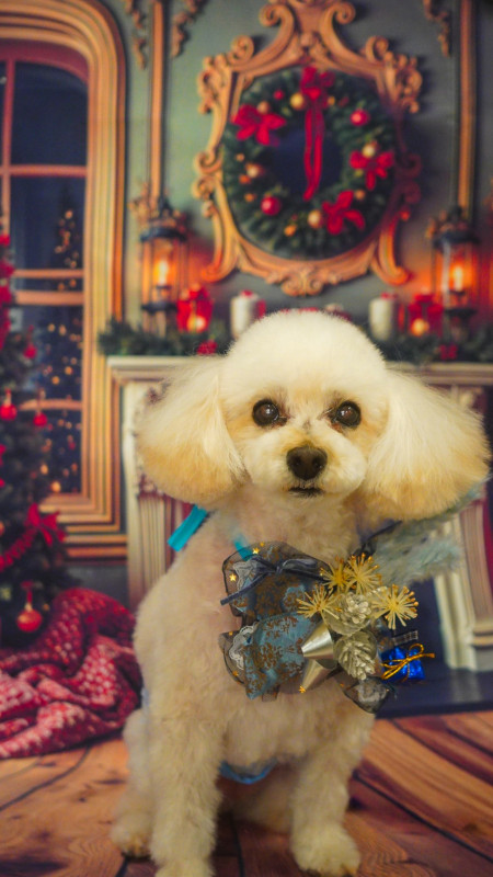 チェルシーくん