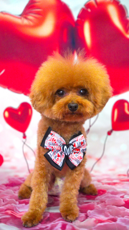 ショコラちゃん