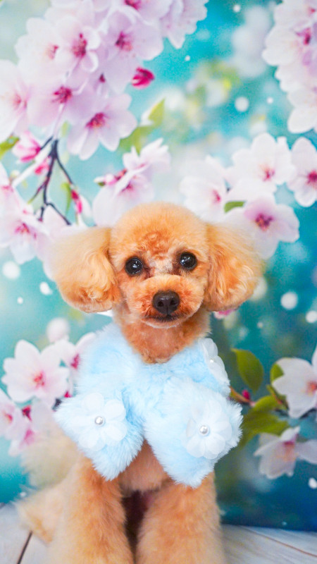 スティーブくん