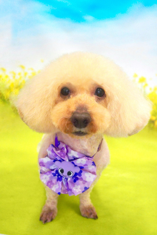 アンジーちゃん