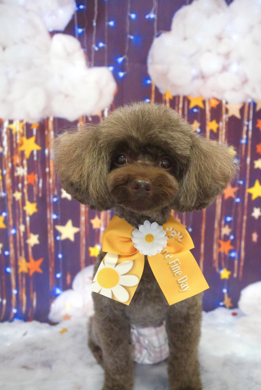 ショコラちゃん