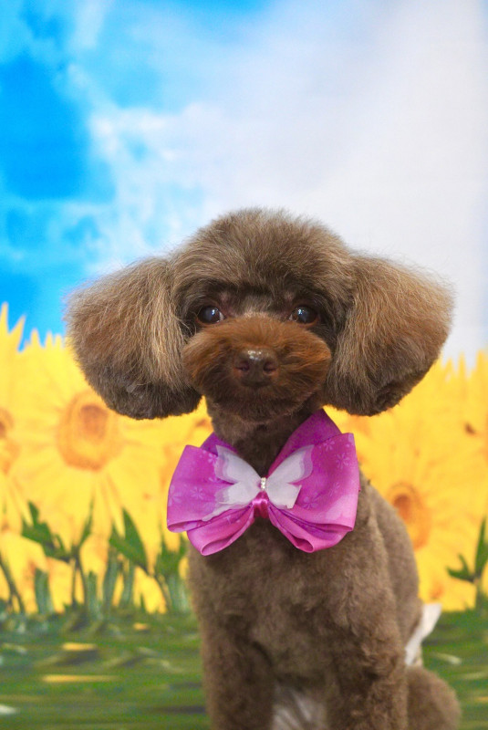 ショコラちゃん