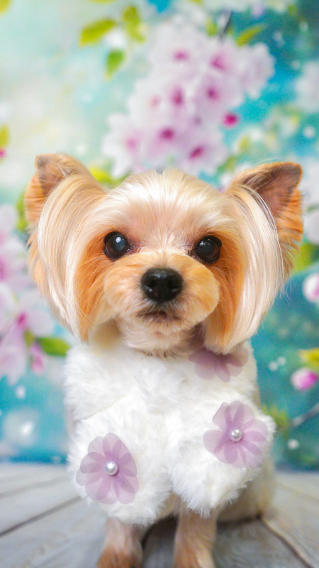 シェリーちゃん