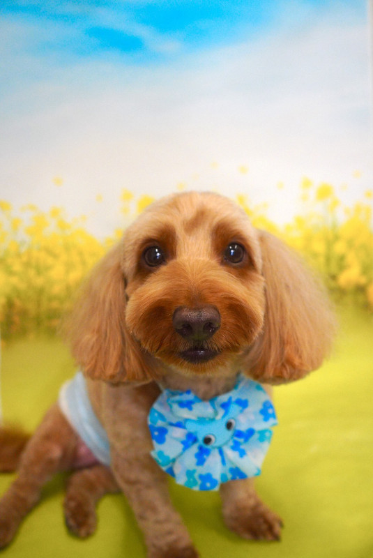 ローランドくん