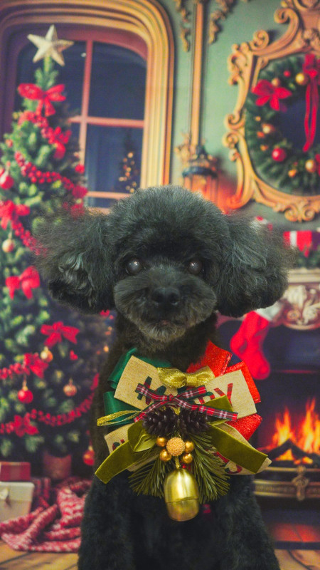 ショコラちゃん