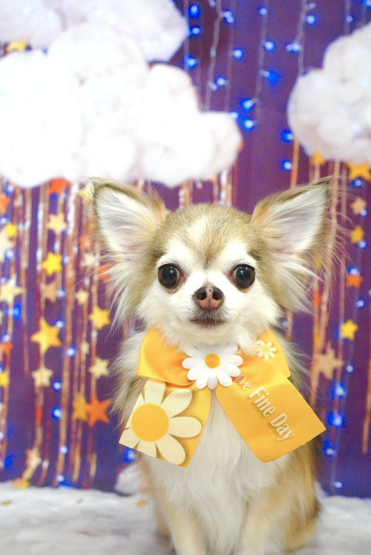 まっちゃんちゃん