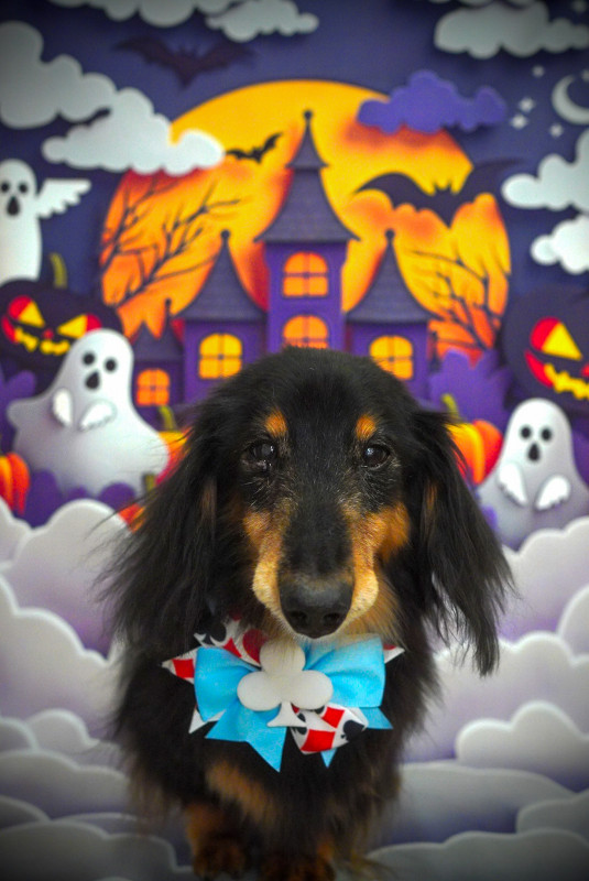 グーフィーくん