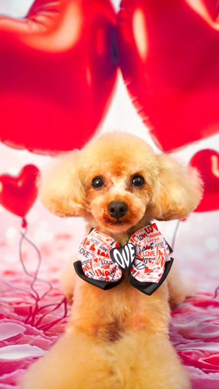 スティーブくん