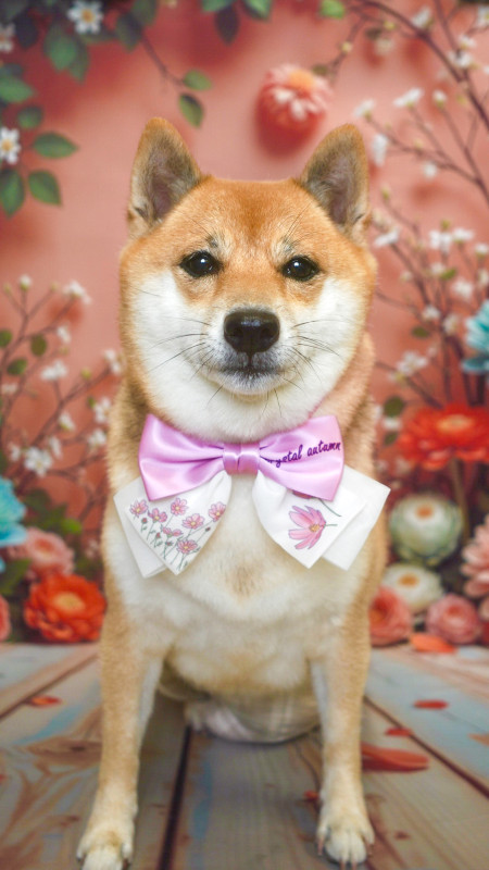 こむぎちゃん