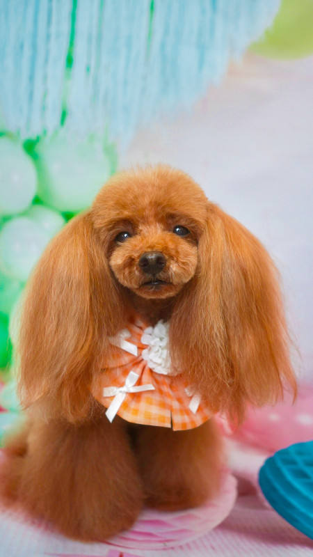 さくらちゃん