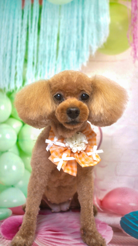 こむぎちゃん