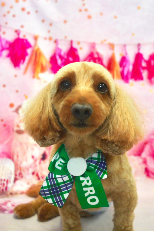 ローランドくん