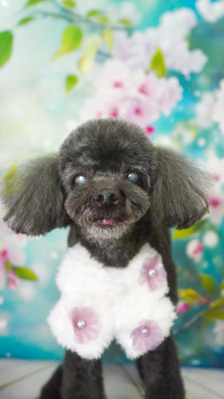 ショコラちゃん