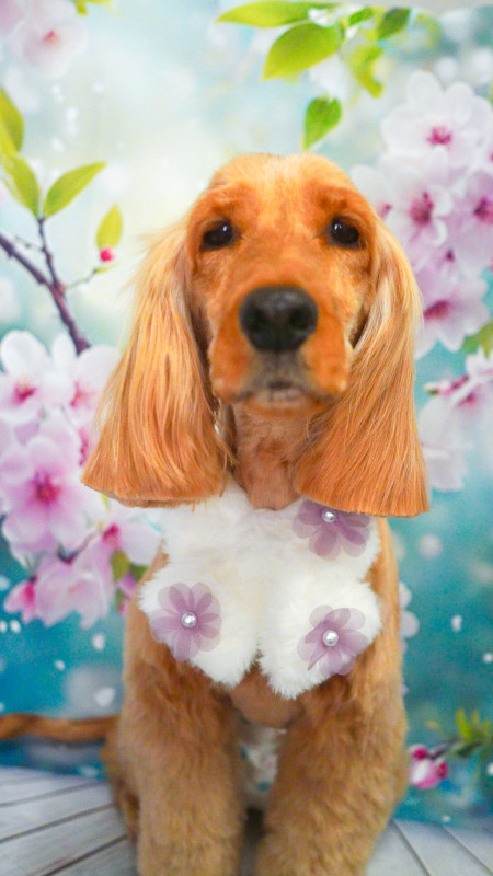 ヘーゼルちゃん