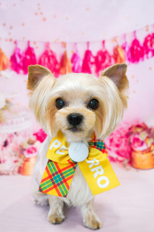 シェリーちゃん