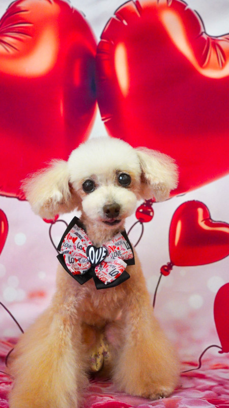 アムールちゃん