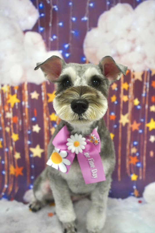 シナモンちゃん