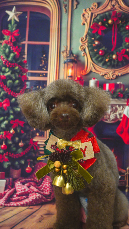 ショコラちゃん