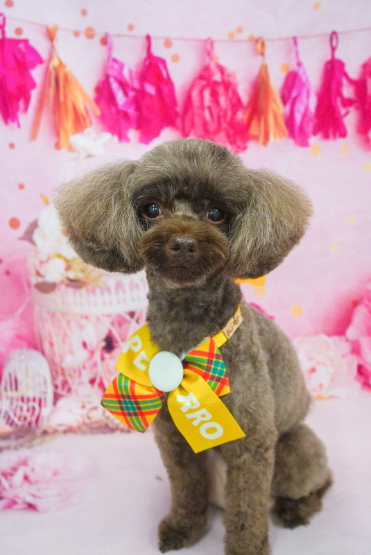 ショコラちゃん