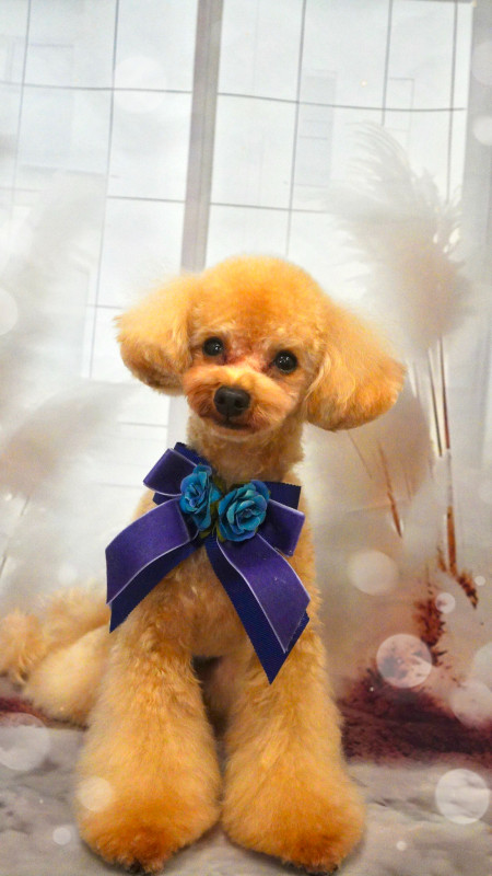 スティーブくん