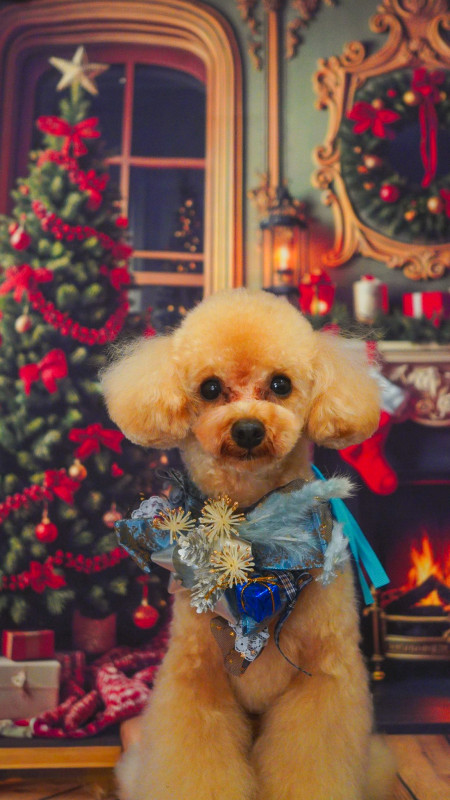 スティーブくん