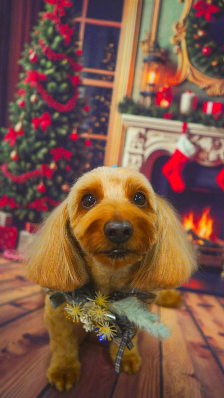 ローランドくん