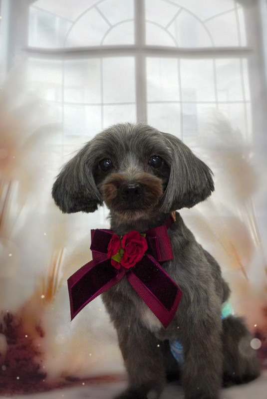 ショコラちゃん