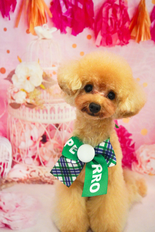 スティーブくん