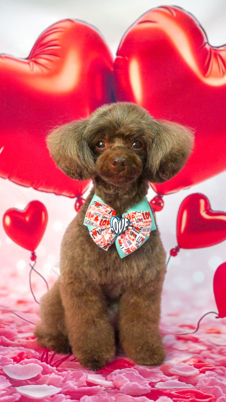 ショコラちゃん