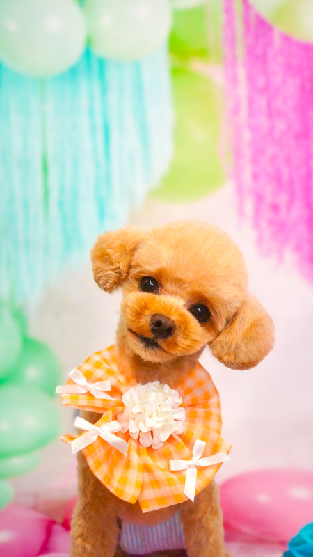 プティちゃん