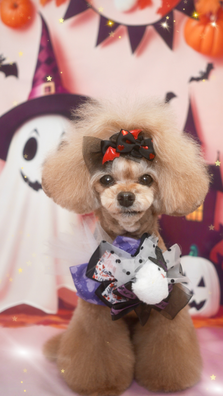 さくらちゃん
