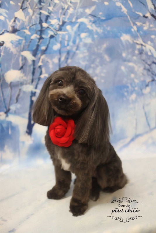 ショコラちゃん