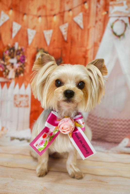 シェリーちゃん