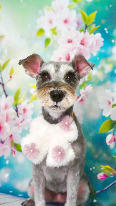 シナモンちゃん