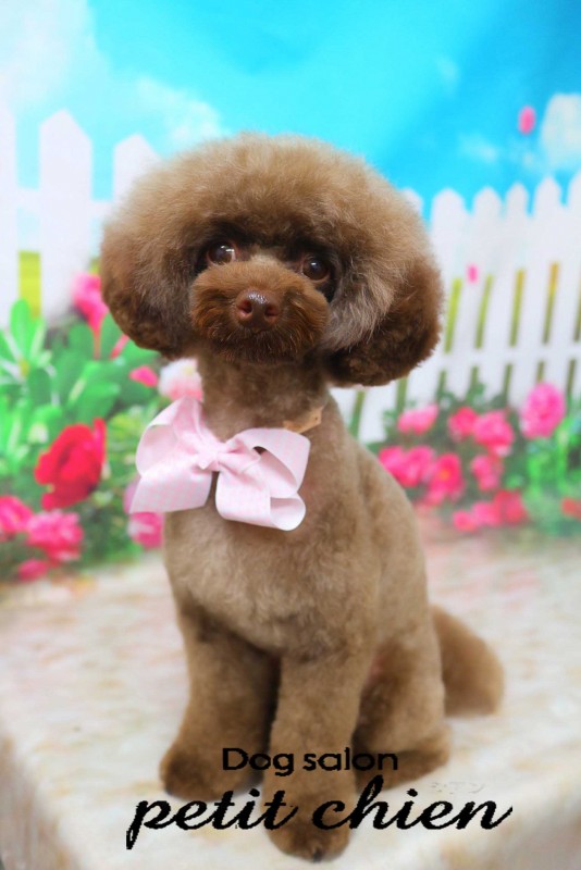 ショコラちゃん