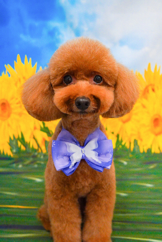 シュシュちゃん