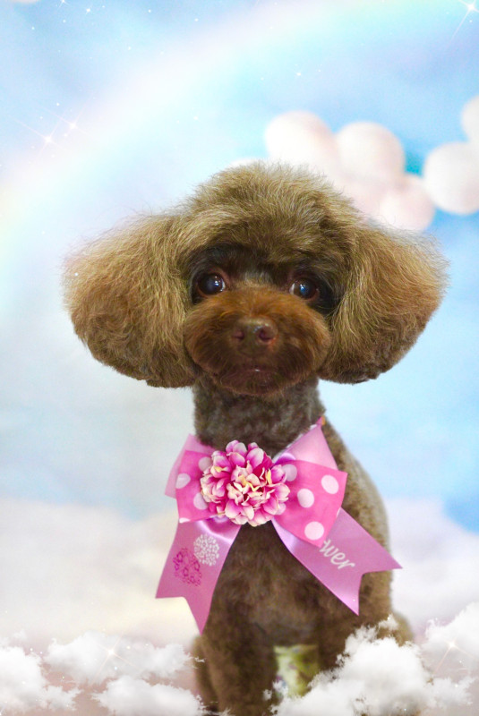 ショコラちゃん