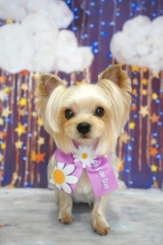 シェリーちゃん